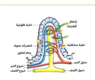 الملخص الوسط الداخلي